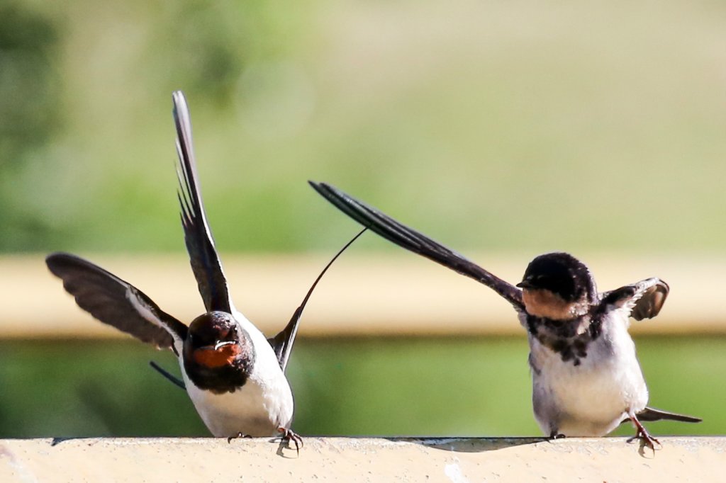 Kung Fu Jaskki