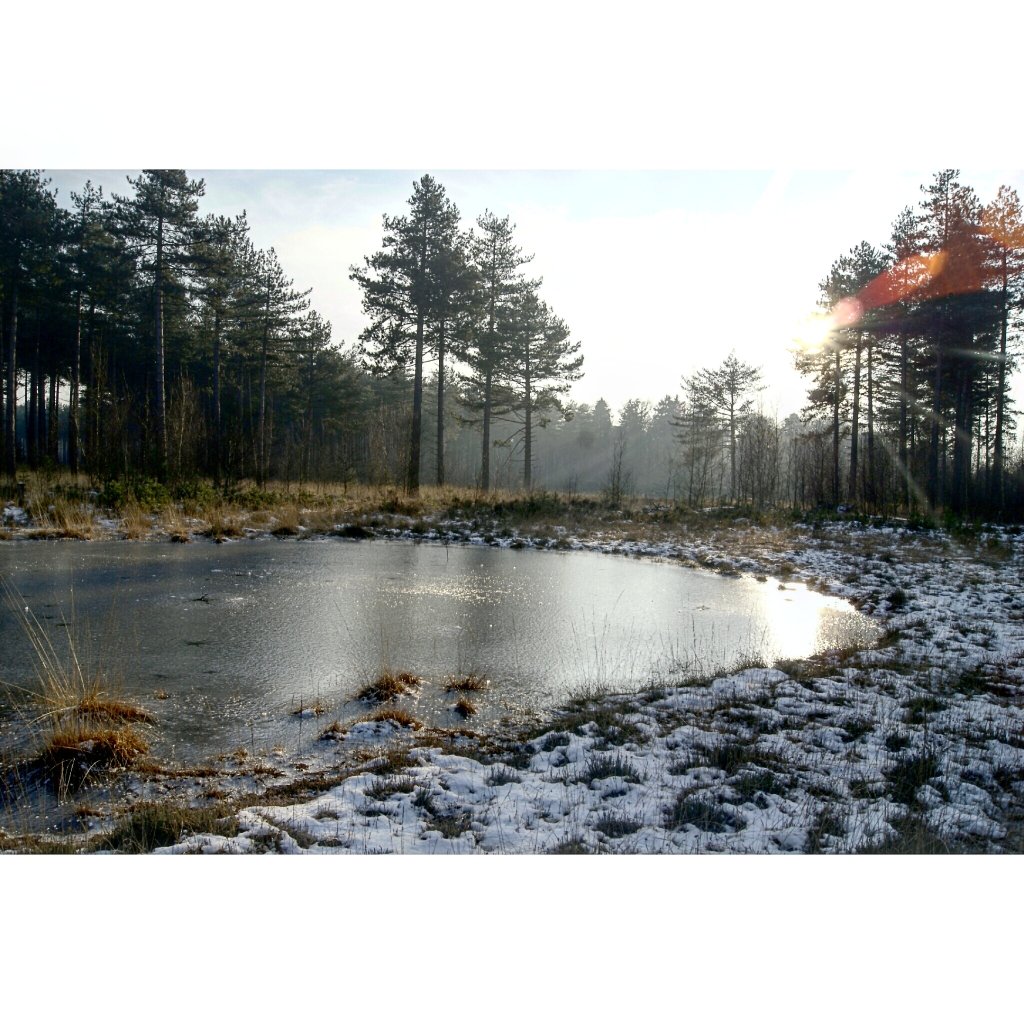 Kalmthoutse Heide