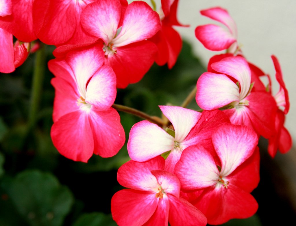 PELARGONIE