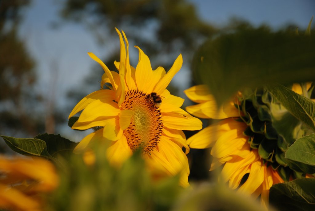 Bee