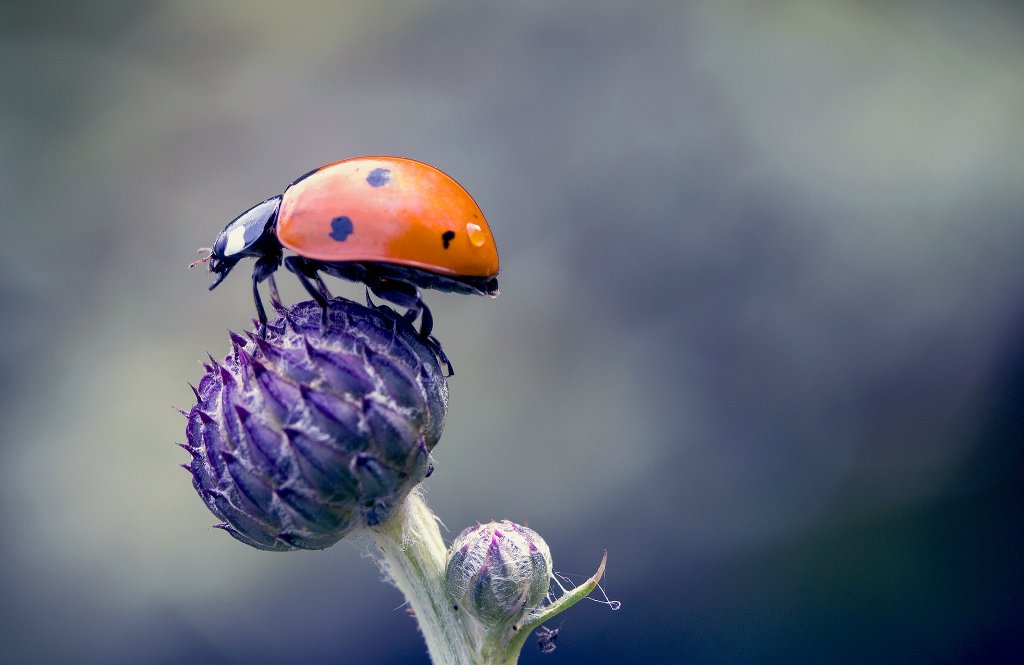 Ladybug