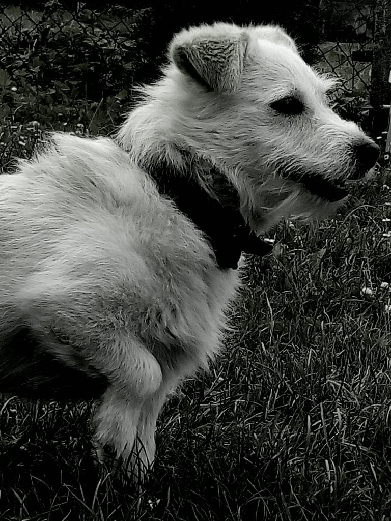 Zaixx