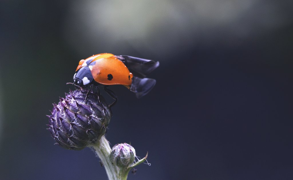 Ladybug #2