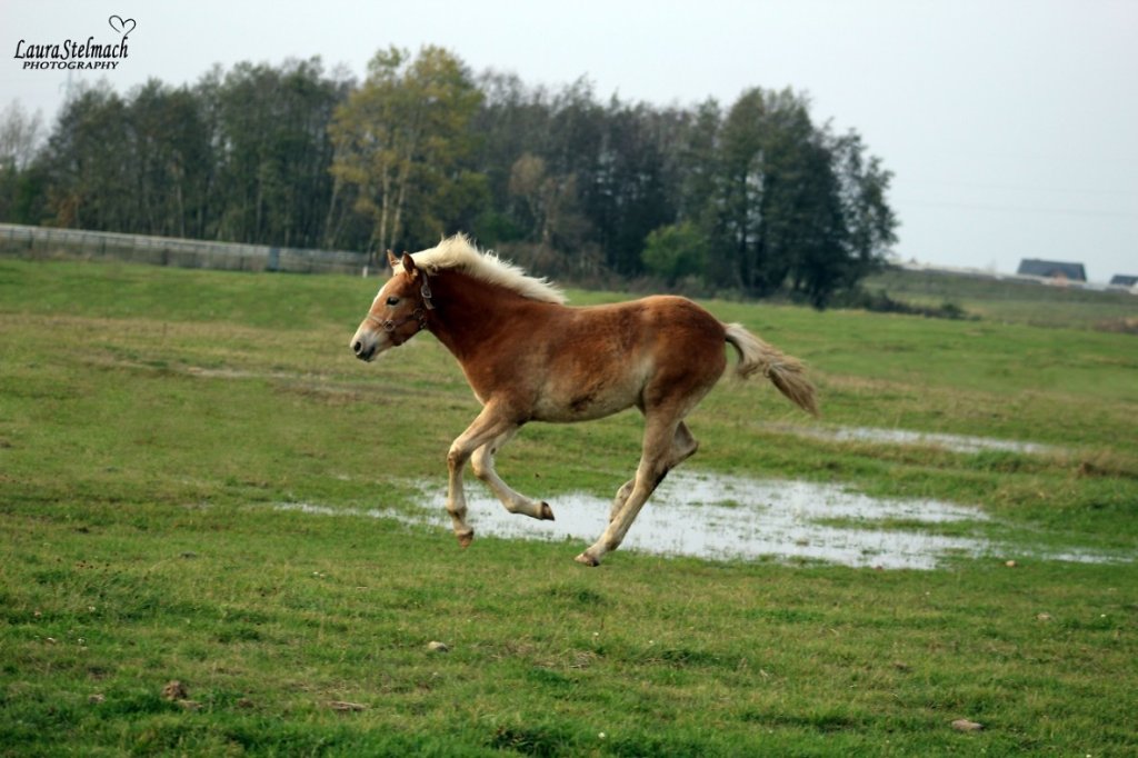 Nerriska &#128052;