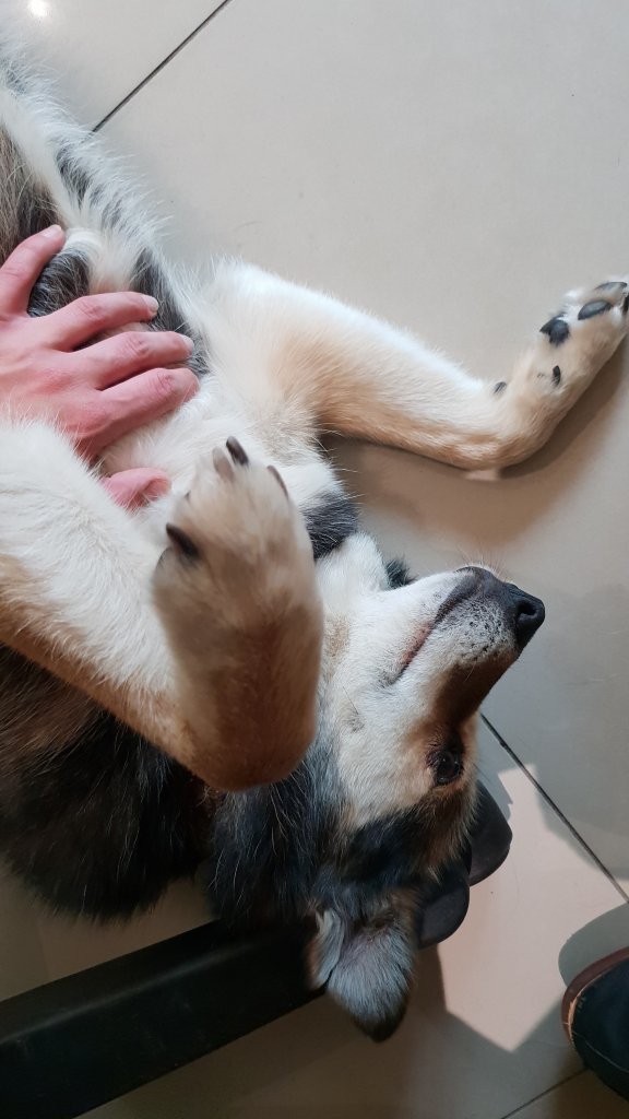 Dogjelous
