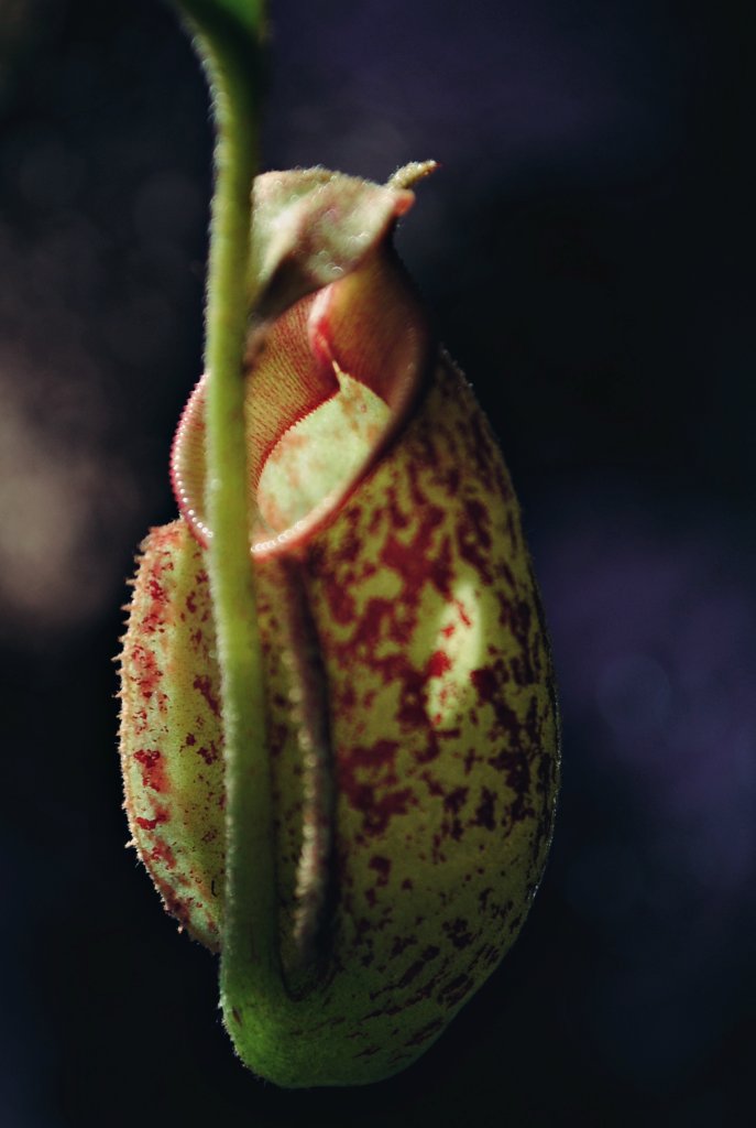 Nepenthes 