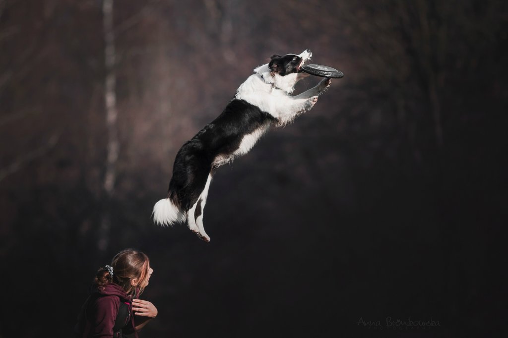 Dogfrisbee