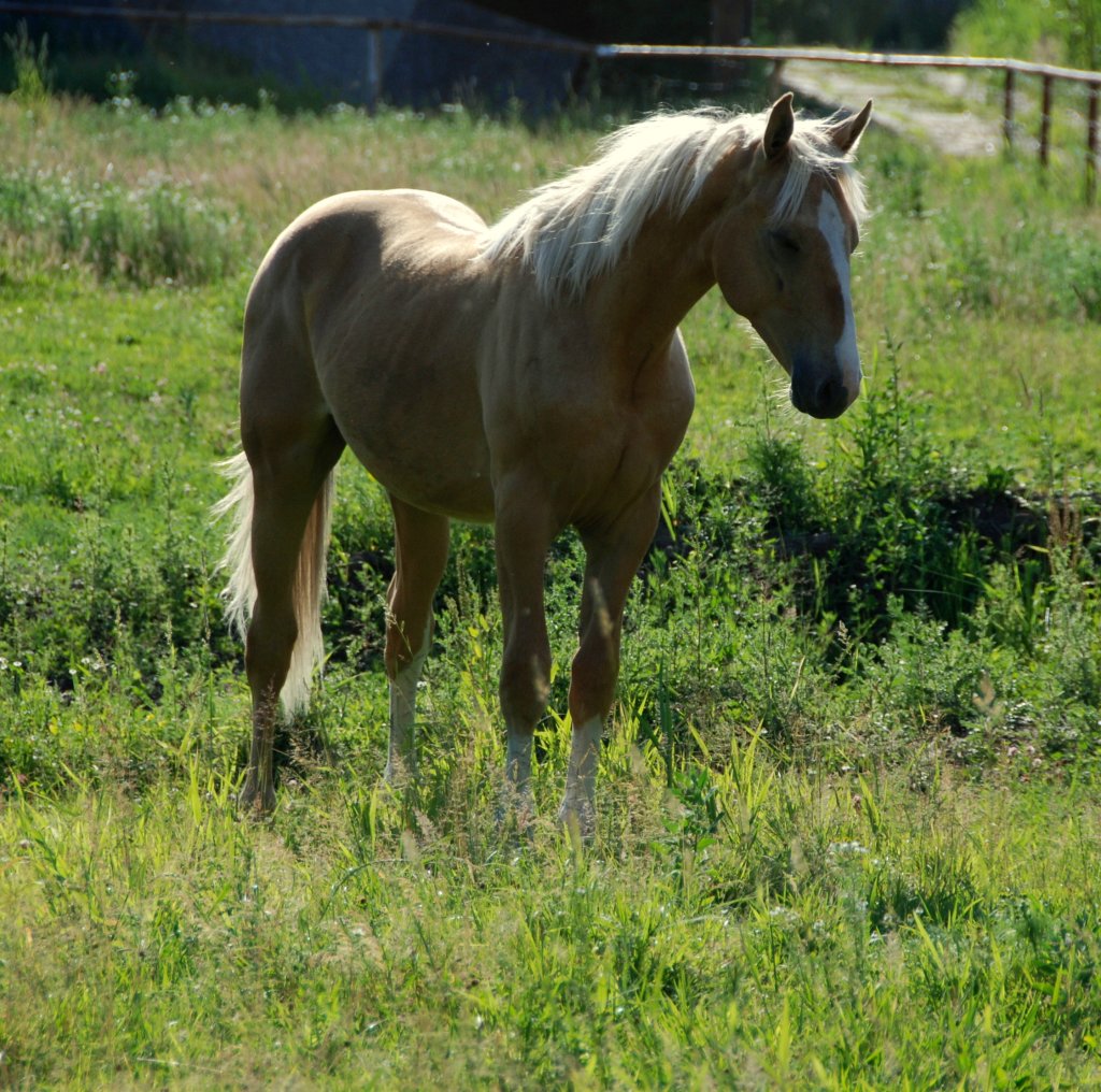 Pako