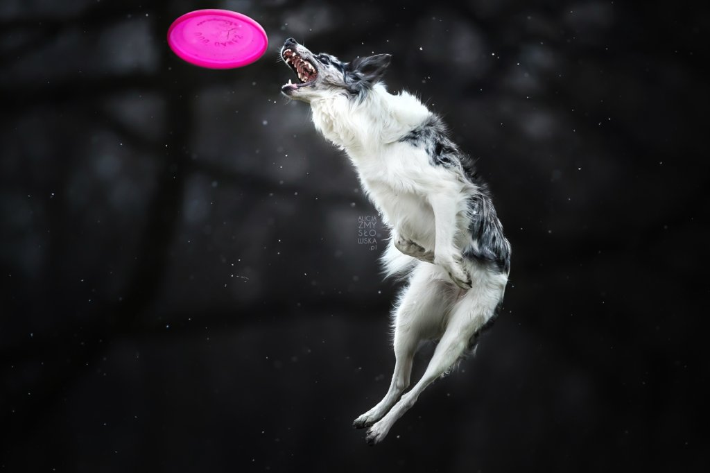Catch!