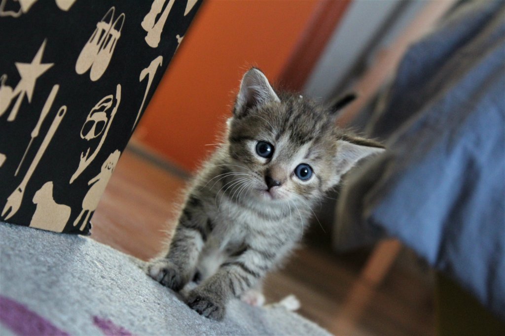 Cat 