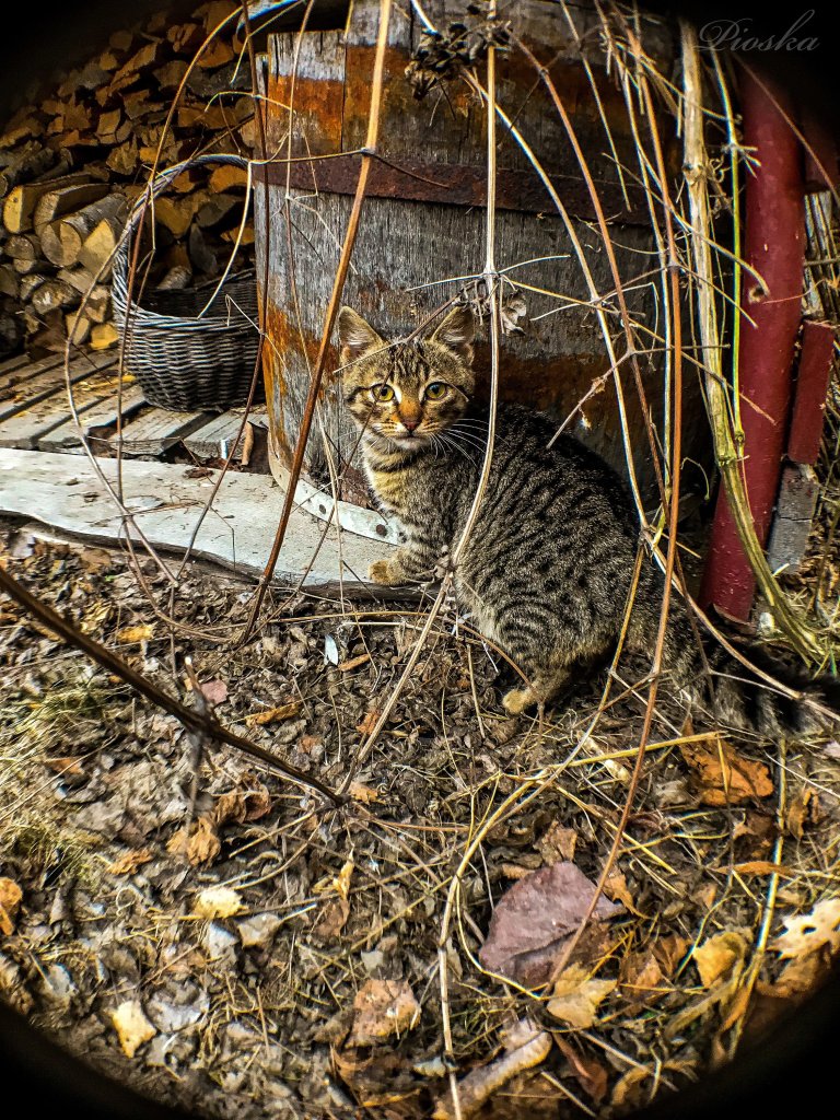 Kotek