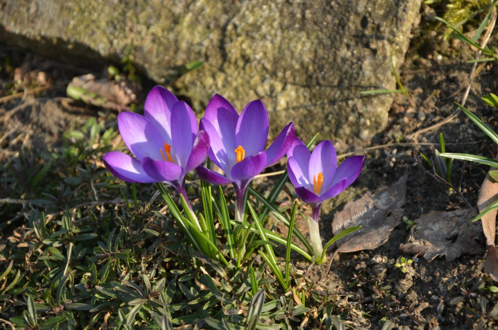 wiosna