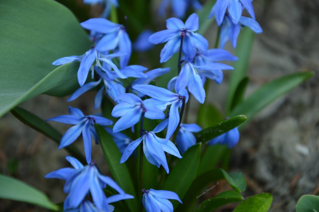 wiosna