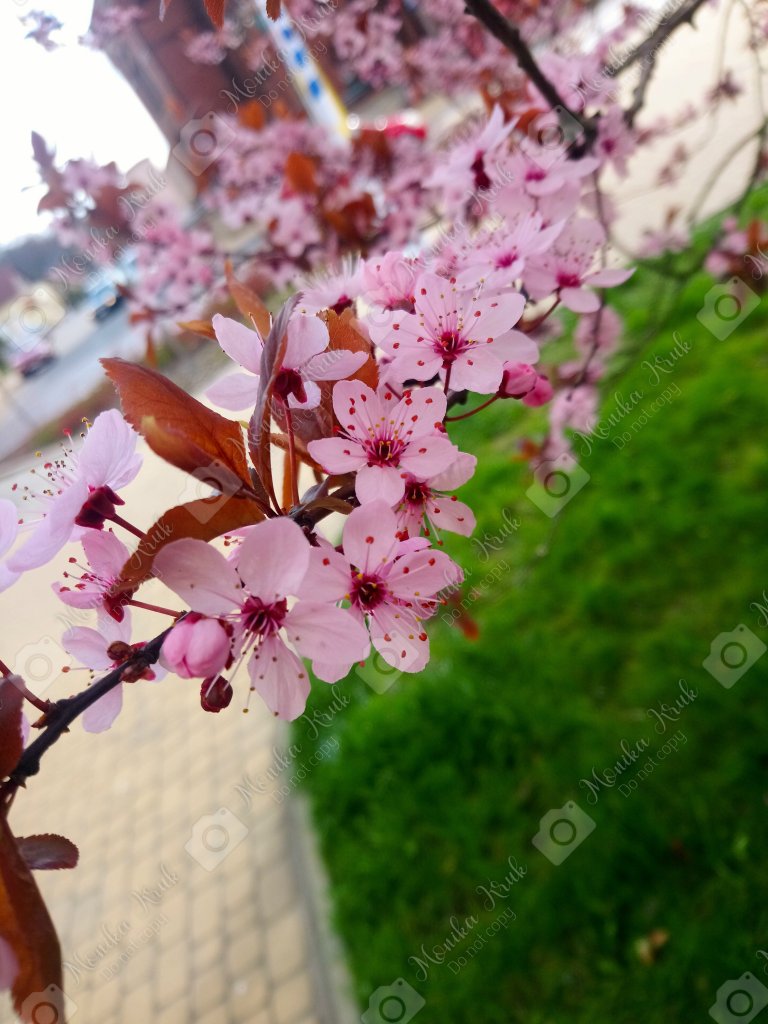 ,,Cyknite kalkulatorem"