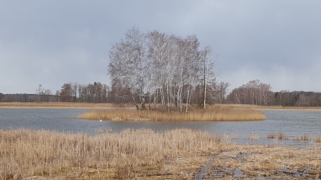 Sarnwek, dzkie