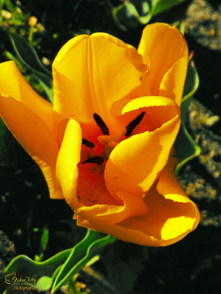 TULIPANY