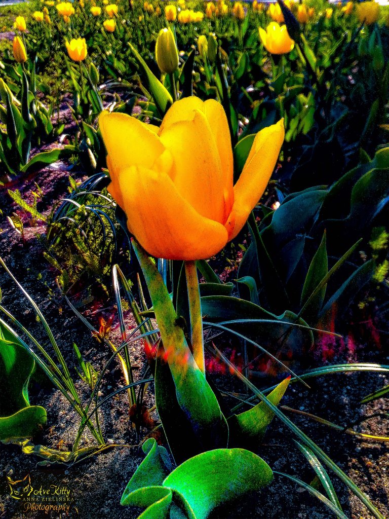 TULIPANY