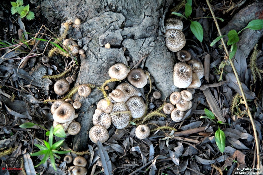 #54 - Polyporus Squamosus