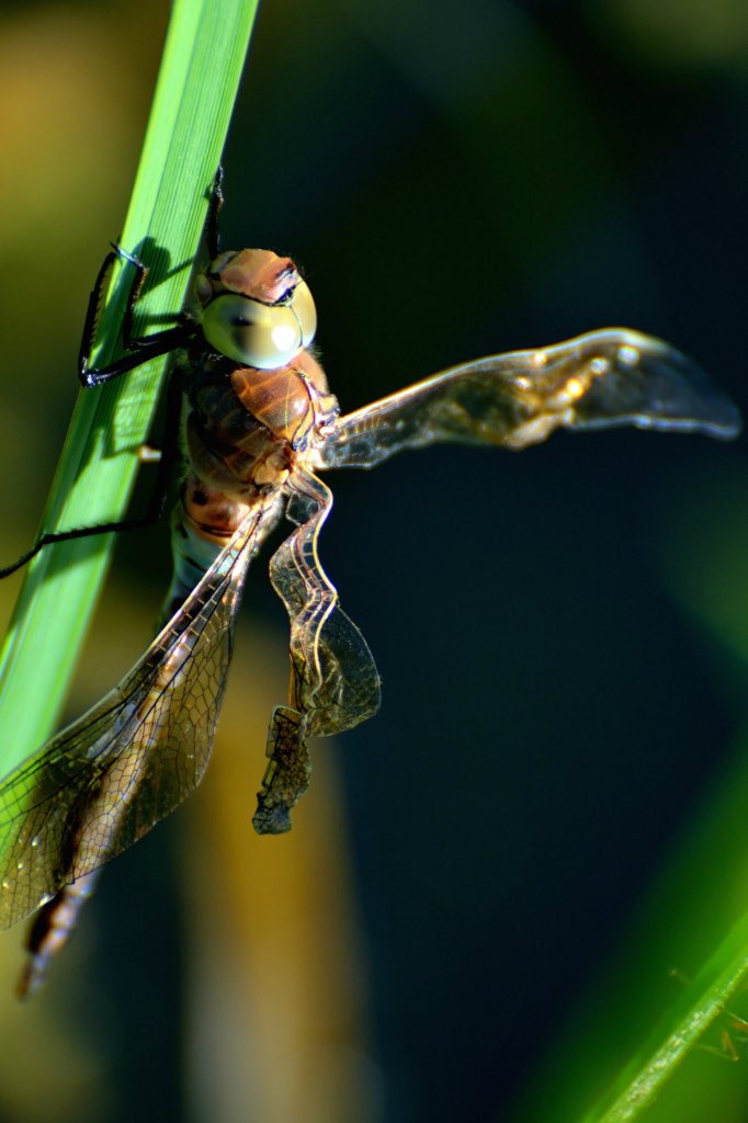 Rozwalony helikopter 