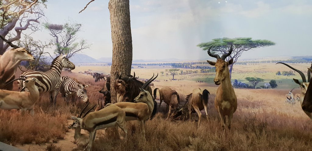 W MUZEUM