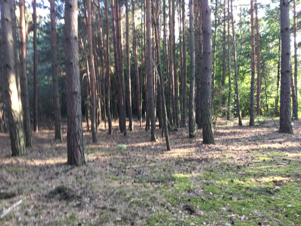 Najlepszy odpoczynek w lesie