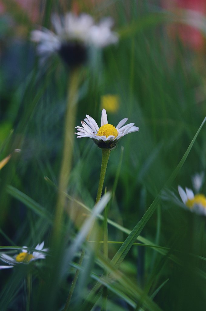DAISY 