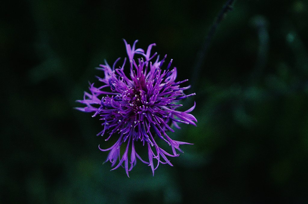 macro