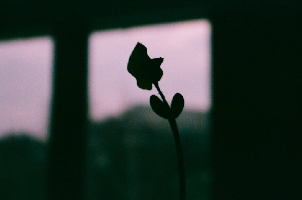 plant