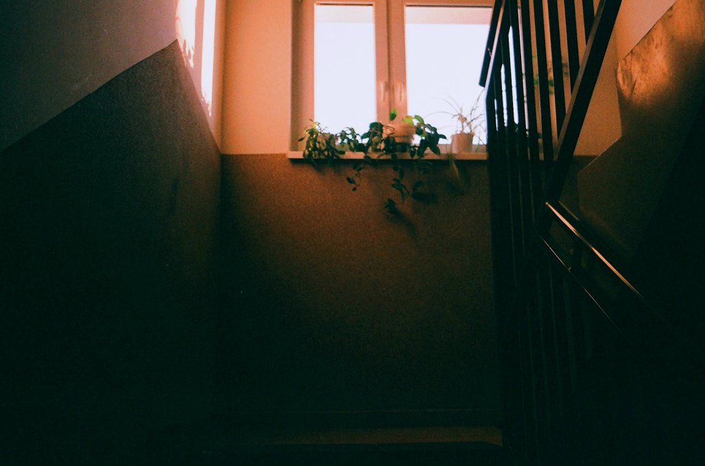 light and plants