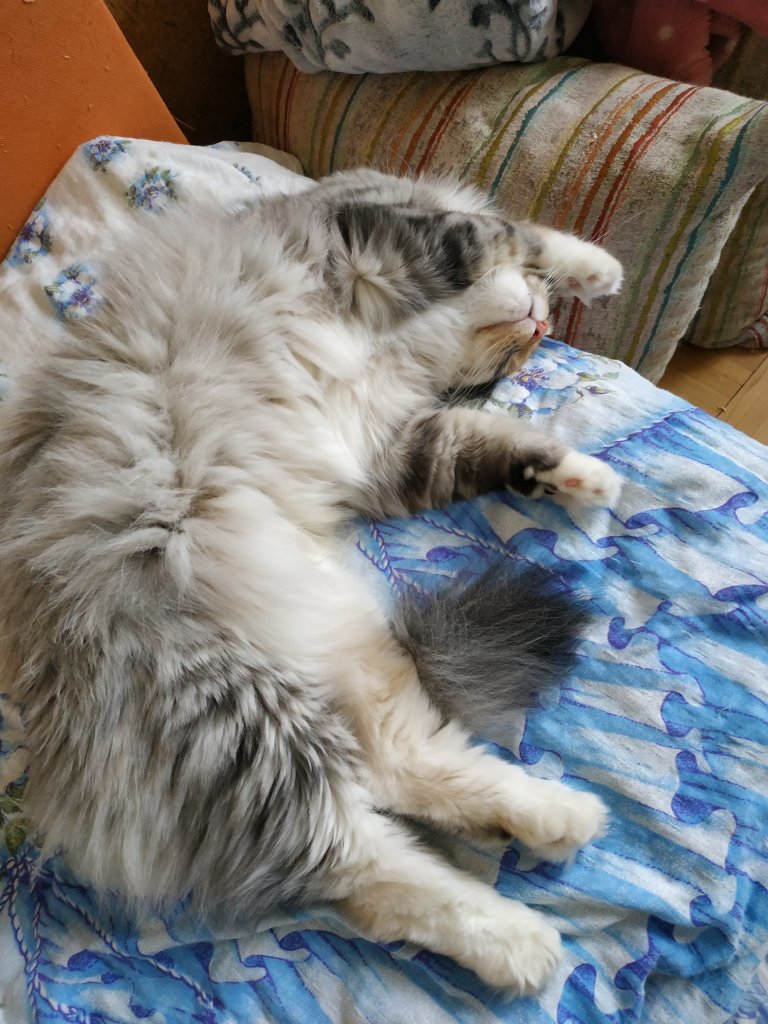 Spiaca licznotka &#129392;