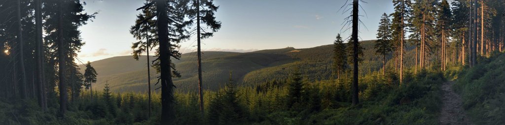 Forest in Czech Republic 