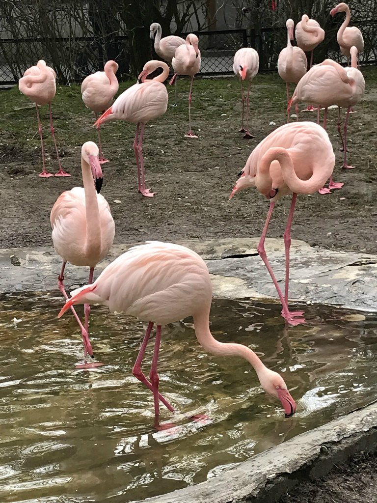 Flamingi