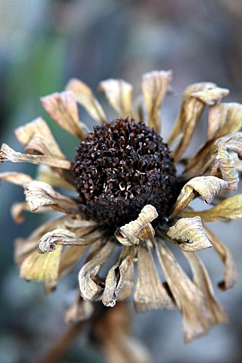 zmarznita cynia
