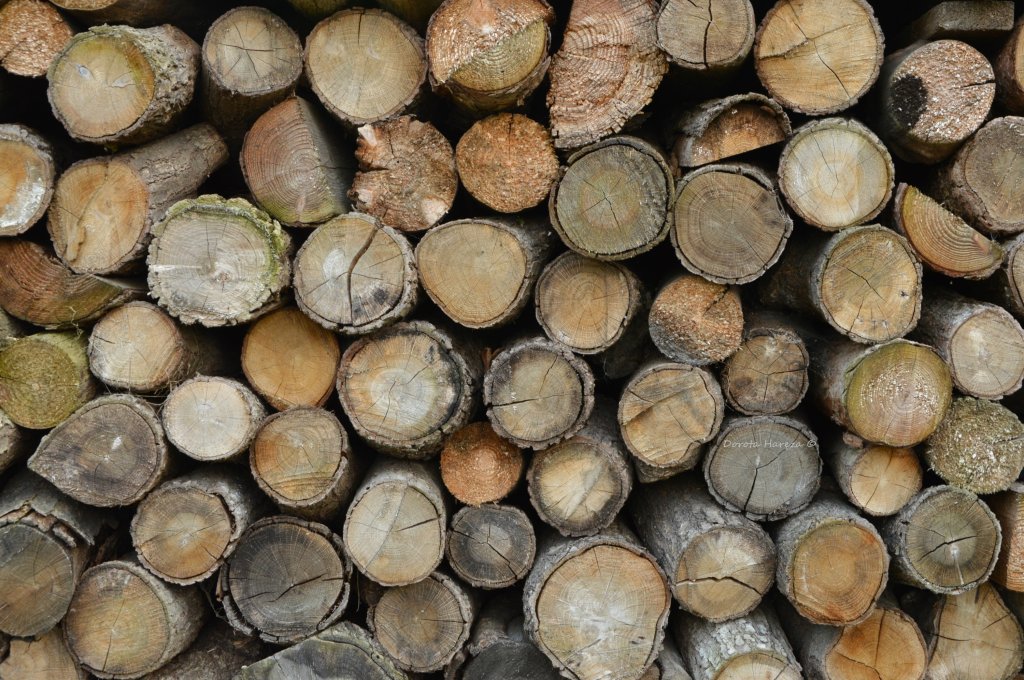 toczy koa czas