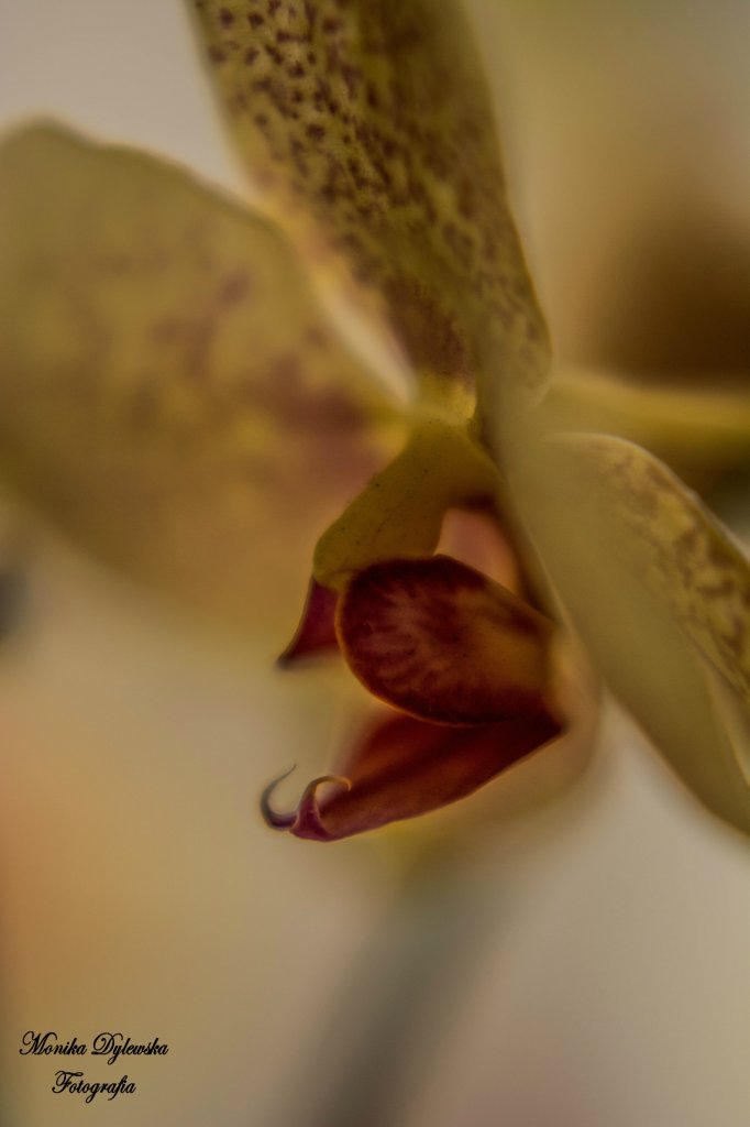 Orchidea