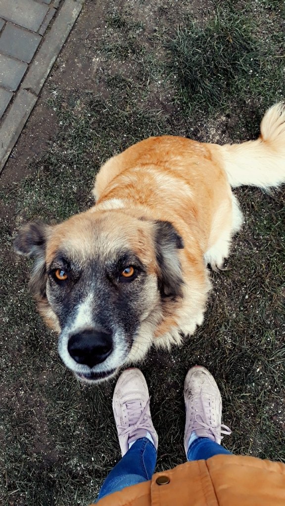 Dina