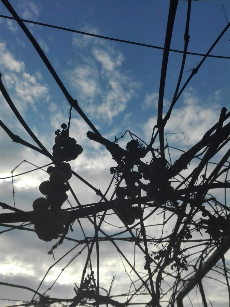 winogrono