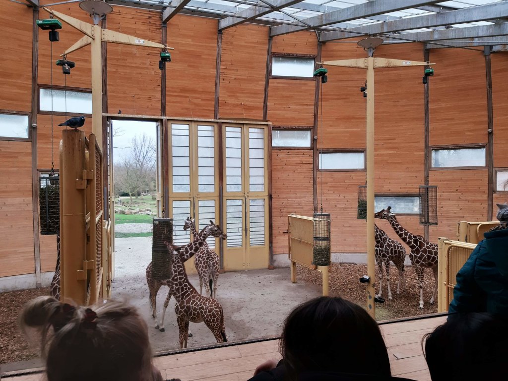 Giraffe