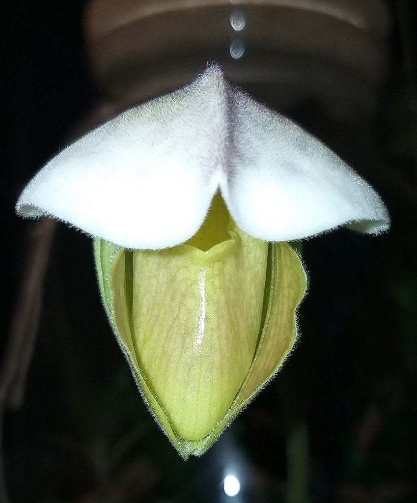 Paphiopedilum 