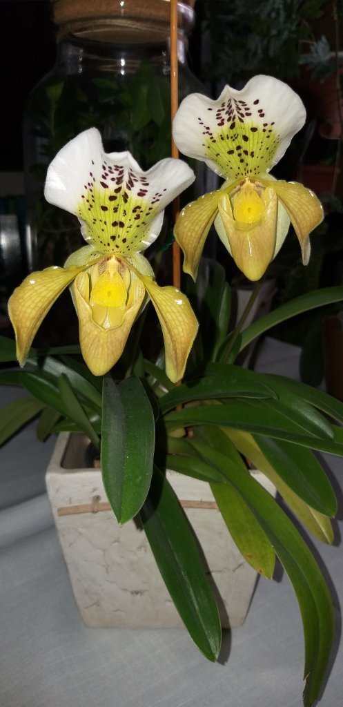 Paphiopedilum 