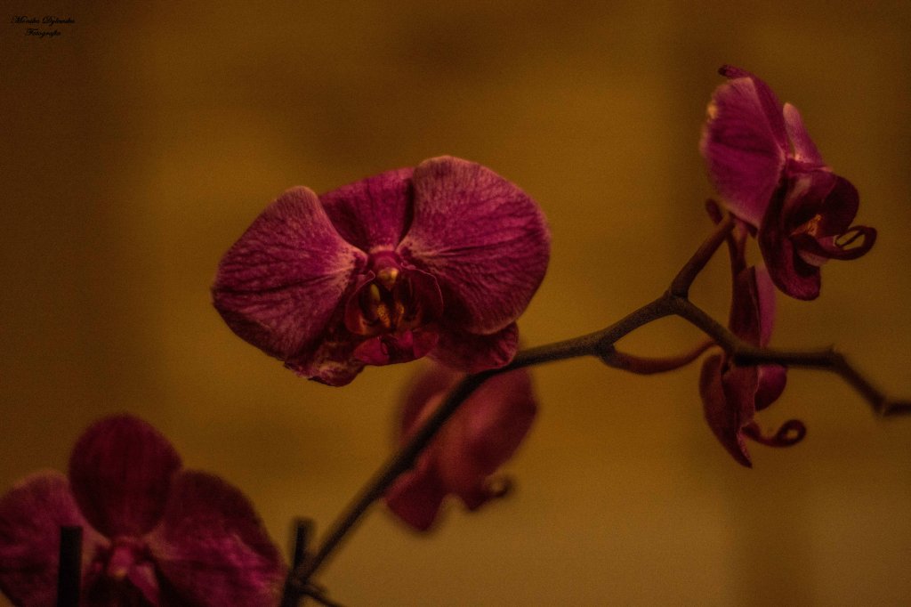 Orchidea