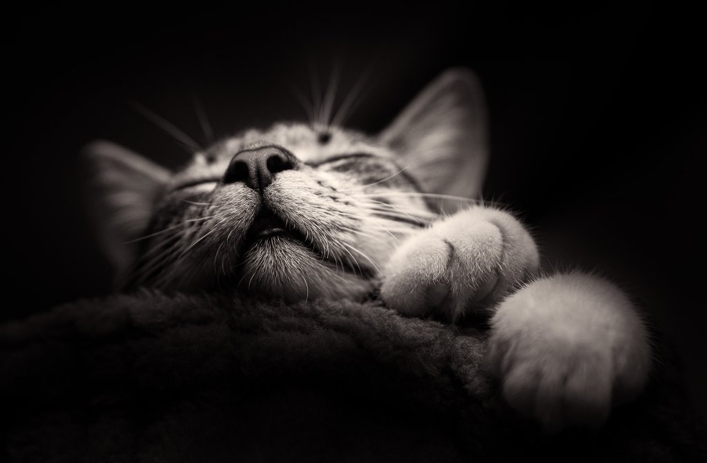 Sweet Dreams