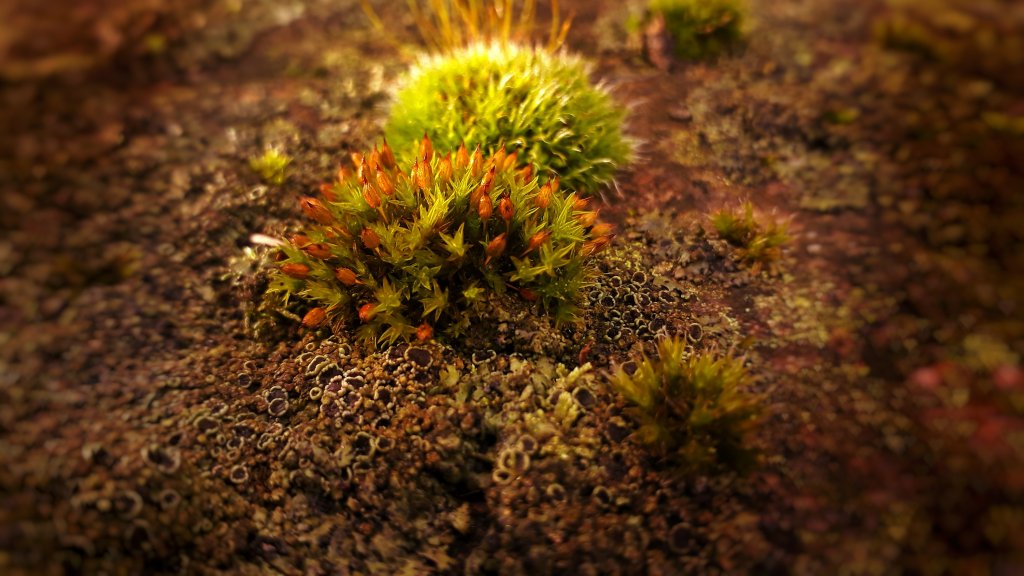 Moss