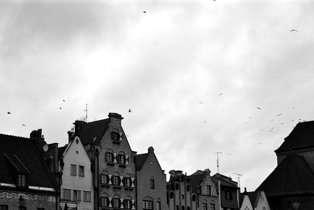 blackbirds