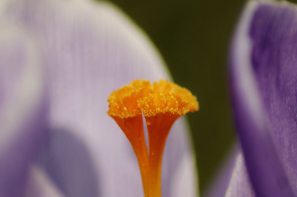 Krokus