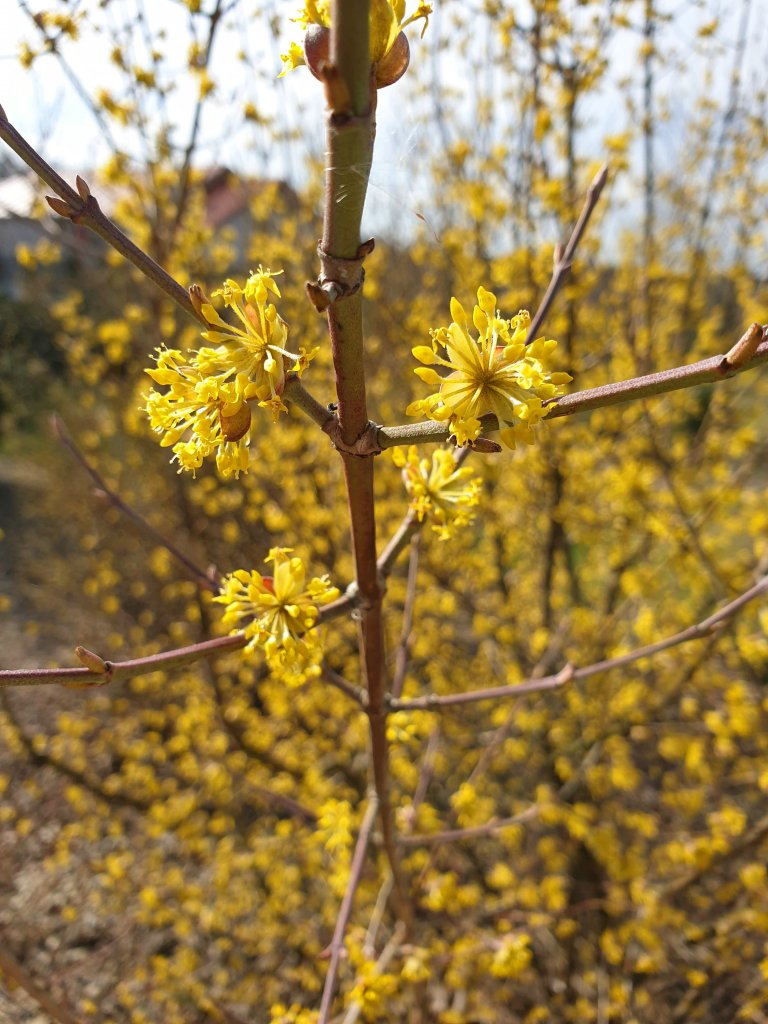 krzewy wiosn