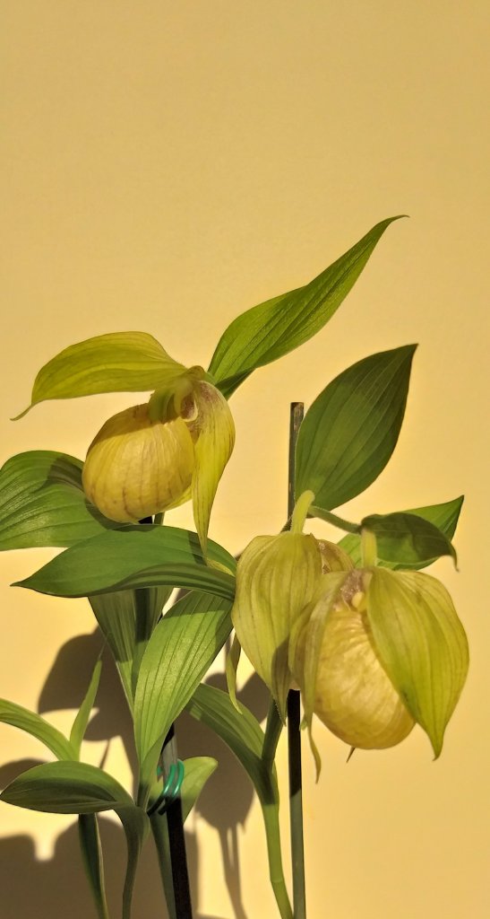 Cypripedium