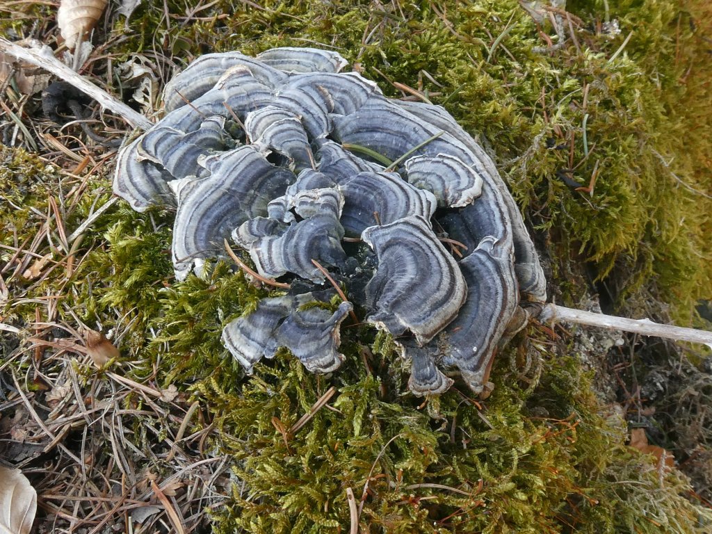 Grzybek suszony