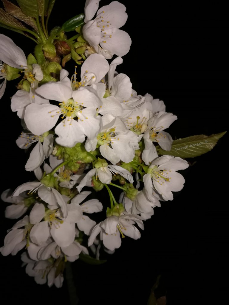 wiosna