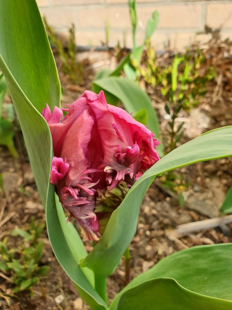 sesyjka tulipanowa..